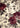 Gabbeh-Rosa Purple