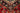 Kashan Red